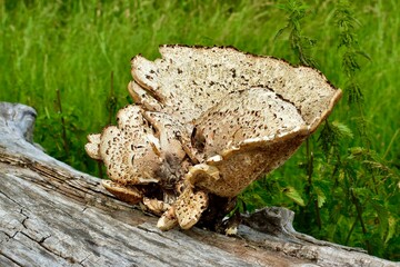 Dryad's Saddle mushrooms on a dry tree log in summer, England, UK