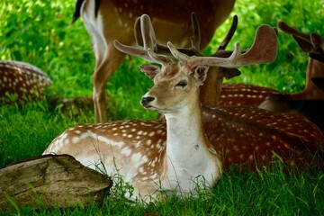 Male fallow deer lying in the shade among other deer of the herd in summer, Warwickshire, West Midlands, England, UK