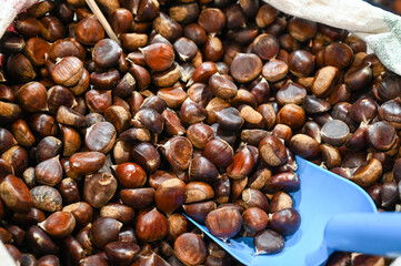 Horse chestnut in the market. Close-up of chestnuts.