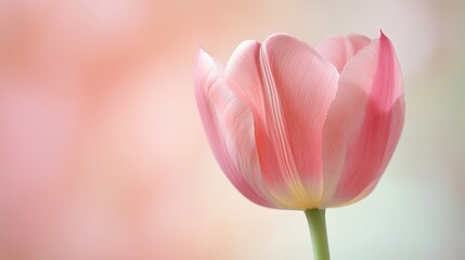 Fototapeta premium A delicate pink tulip blossoms gracefully against a soft, blurred pastel background, exuding tranquility and elegance.
