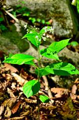 御坂山地の釈迦ヶ岳　クサタチバナ
