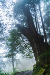 View of the Jancing Historic Trail in Yilan Taipingshan National Forest Recreation Area, Taiwan.