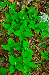 御坂山地の金掘山　フタリシズカ

