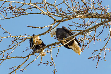 Bald Eagle pair perched in tree near sunset, looking at each other
