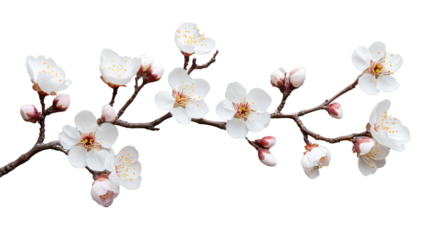 Blooming apricot branch with delicate white flowers on transparent background