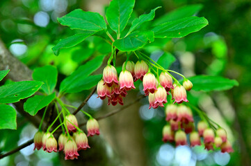 Obraz premium 御坂山地の金堀山 サラサドウダンの花 