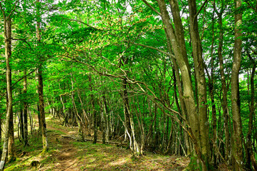 御坂山地の節刀ヶ岳　尾根道の森に咲くドウダンツツジ
