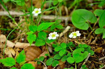 御坂山地の節刀ヶ岳　森に咲くシロバナノヘビイチゴ
