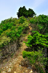 御坂山地の節刀ヶ岳　山頂へ続く道
