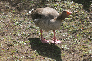 Elveden, Norfolk, United Kingdom, April 17, 2024. Views from Elveden