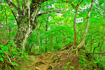 御坂山地の頂　七ヶ岳山頂
