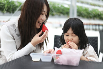 イチゴ狩りを楽しむ親子