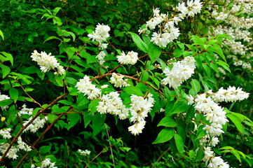 御坂山地の大石峠登山口　ウツギ

