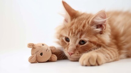 Obraz premium A playful ginger cat curiously gazes at a small plush toy on a clean, bright surface in a cozy indoor setting