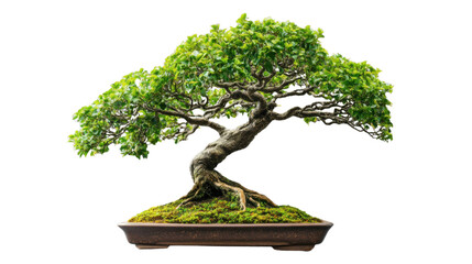 Small bonsai tree growing in a pot with transparent background