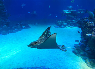 A common spotted eagle ray (Aetobatus narinari) swims in an aquarium