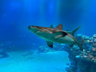 The blue shark (lat.- Prionace glauca) swims in an aquarium