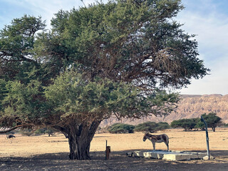 The onager, also known as hemione or Asiatic wild ass (lat.- Equus hemionus) in the Yotvata Hai-Bar...