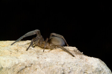 Filistata insidiatrix, Crevice Weaver Spider Sardinia, Italy.