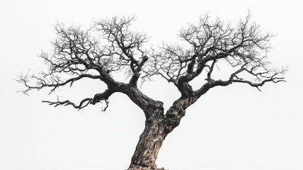 Fototapeta premium Majestic Bare Tree Silhouette Against a Clear Sky Capturing Nature's Stark Beauty and Elegance