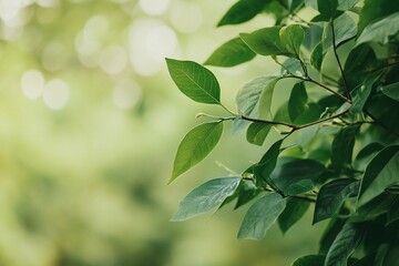 Obraz premium Green leaves gently swaying in the soft sunlight of a serene forest backdrop during the day