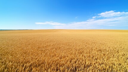 Naklejka premium Golden wheat field stretches under a clear blue sky