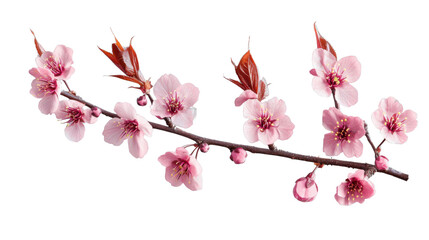 Blooming cherry blossom branch on transparent background