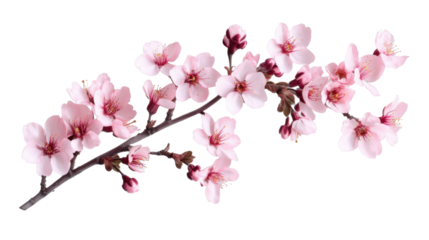 Blooming cherry blossom branch on transparent background