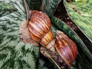 Snails or Lissachatina fulica are land snails that belong to the Achatinidae family.