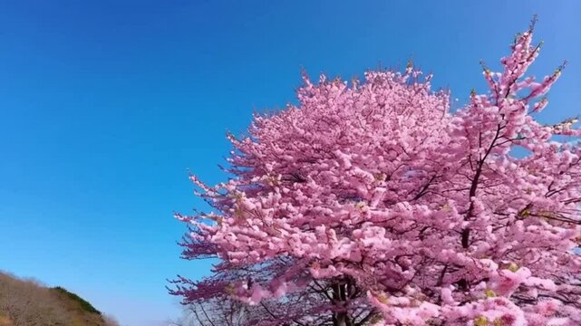 Un &aacute;rbol florido de color rosa.
