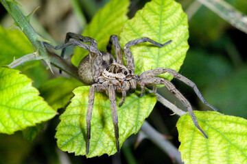 European Wolf Spider or False Tarantula (Hogna radiata), Tarentule radiée. ..Sardegna. Italia