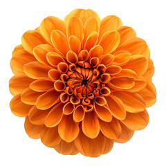 Bright orange flower in full bloom isolated on transparent background 
