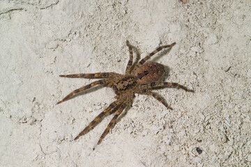 Mediterranean Spiny False Wolf Spider, Zoropsis spinimana, is a spider species belonging to the family Zoropsidae. Sardegna, Italia