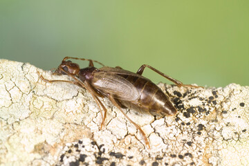 Longhorn beetle (Vesperus luridus), female, Coleottero cerambicide (Vesperus luridus) femmina. Sassari. Sardegna. Italia