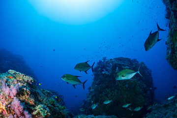 Fototapeta premium カッポレとナンヨウカイワリ 小笠原 東京都