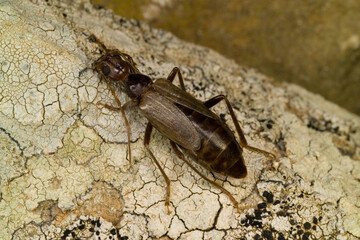 Longhorn beetle (Vesperus luridus), female, Coleottero cerambicide (Vesperus luridus) femmina. Sassari. Sardegna. Italia