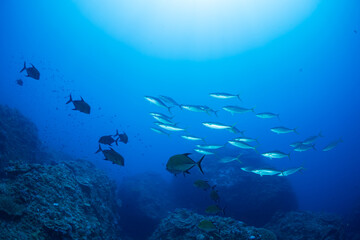 ツムブリ　小笠原　東京都