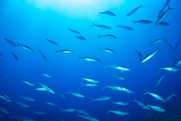 ツムブリ　小笠原　東京都