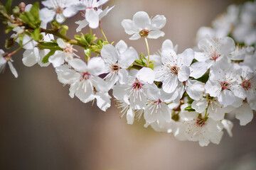 cherry tree blossom