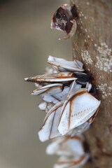 barnacles clinging to a wooden surface, their textured shells displaying earthy tones. The blurred background enhances their intricate details, highlighting their resilience in a marine habitat