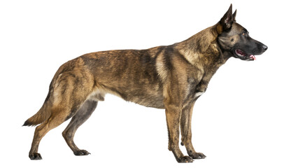 dog side view isolated on transparent background png