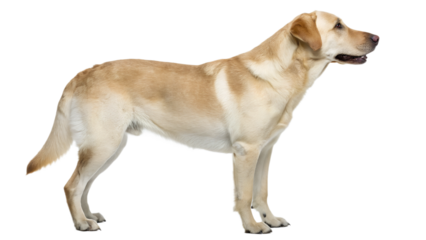 dog side view isolated on transparent background png