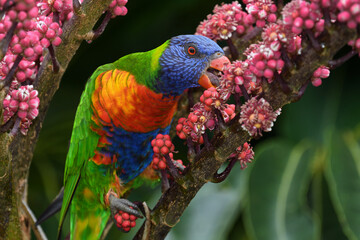 Fototapete bei efototapeten.de bestellen   