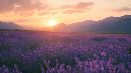 Fototapeta premium Purple Flower Field Sunset Landscape Vibrant Colors Golden Sunlight Mountain Silhouette Serene Natur
