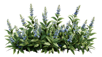 vibrant cluster of Veronica flowers with lush green leaves, showcasing beautiful blue blooms