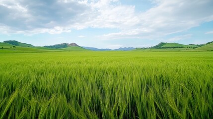 Fototapeta premium Lush green wheat field stretches towards distant hills under sky