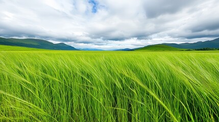 Fototapeta premium Lush green field stretches toward distant mountains under cloudy sky
