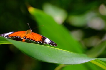 A vibrant orange butterfly gracefully rests on a large green leaf, surrounded by a rich and lush nature background. Soft sunlight filters through the leaves, creating a serene atmosphere
