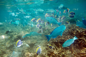 A school of blue parrotfish, together with surgeonfish, in the coral garden, in the Maldives.
