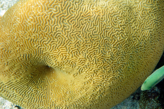 Close-up of a Pineapple Coral, on the reef, taken in the Maldives.